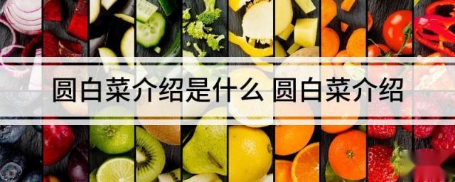 圆白菜介绍是什么 圆白菜介绍