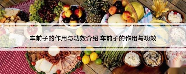 车前子的作用与功效介绍 车前子的作用与功效